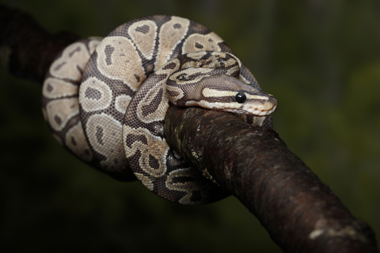 A ball python wrapped around a branch