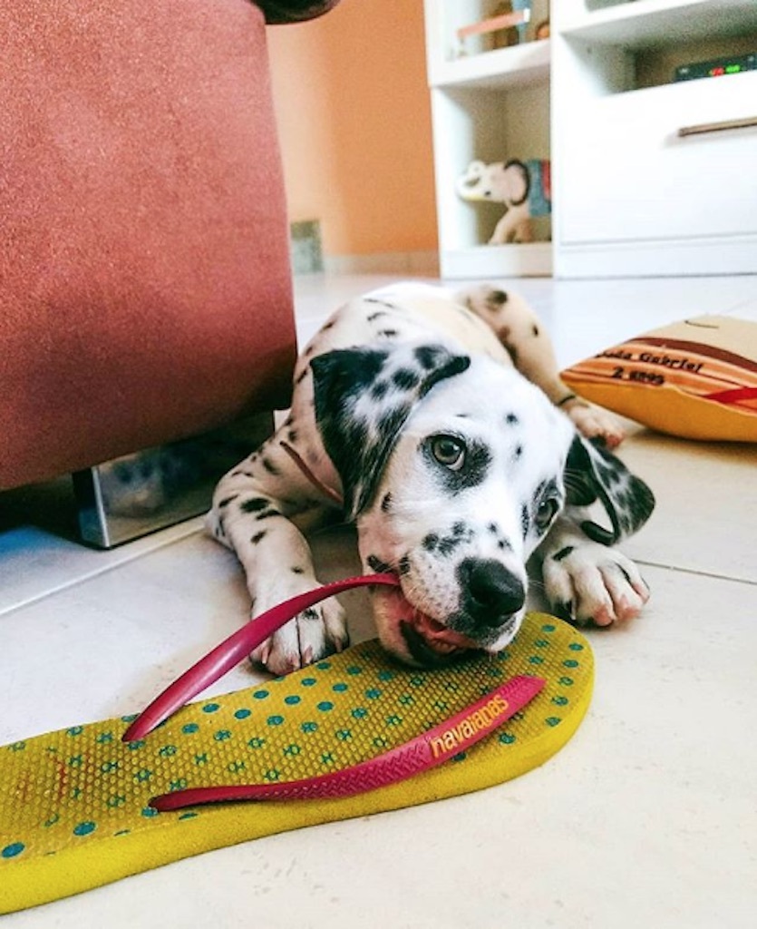 dog nibbling on a shoe