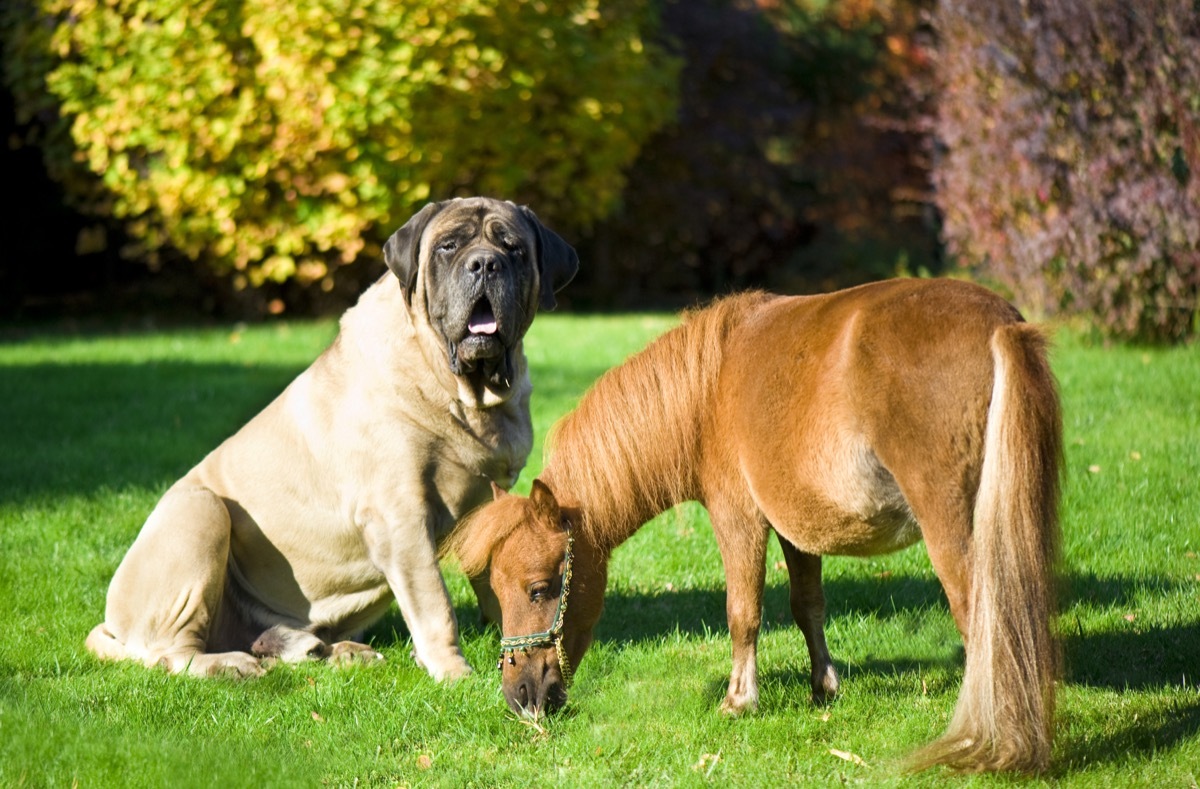 Big dog and tiny horse probably little sebastian