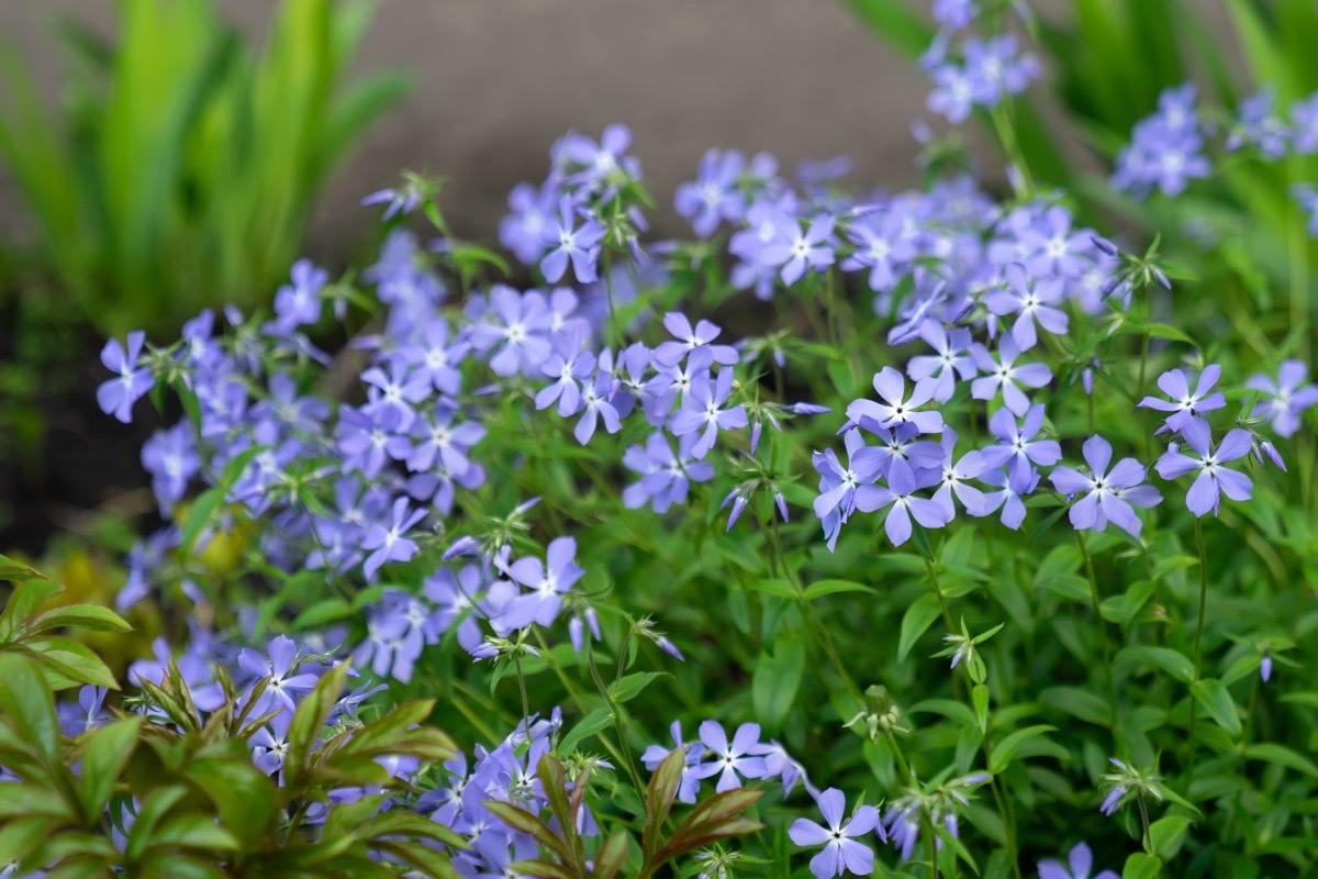 periwinkle flowers