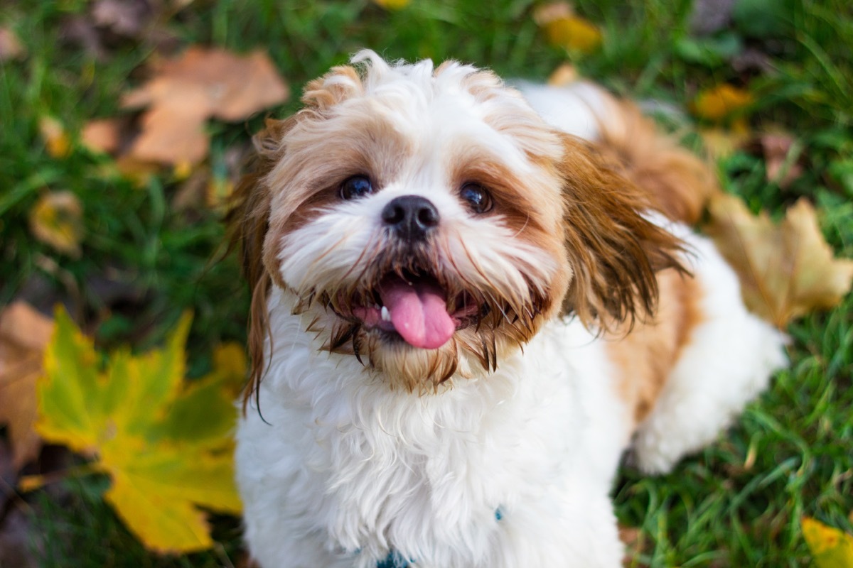 Shih Tzu in the Grass