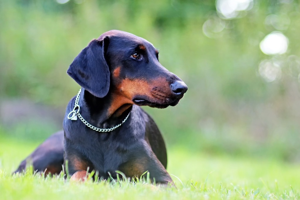 doberman dog in grass