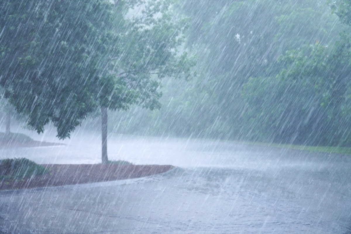 heavy rain and wind blowing tree