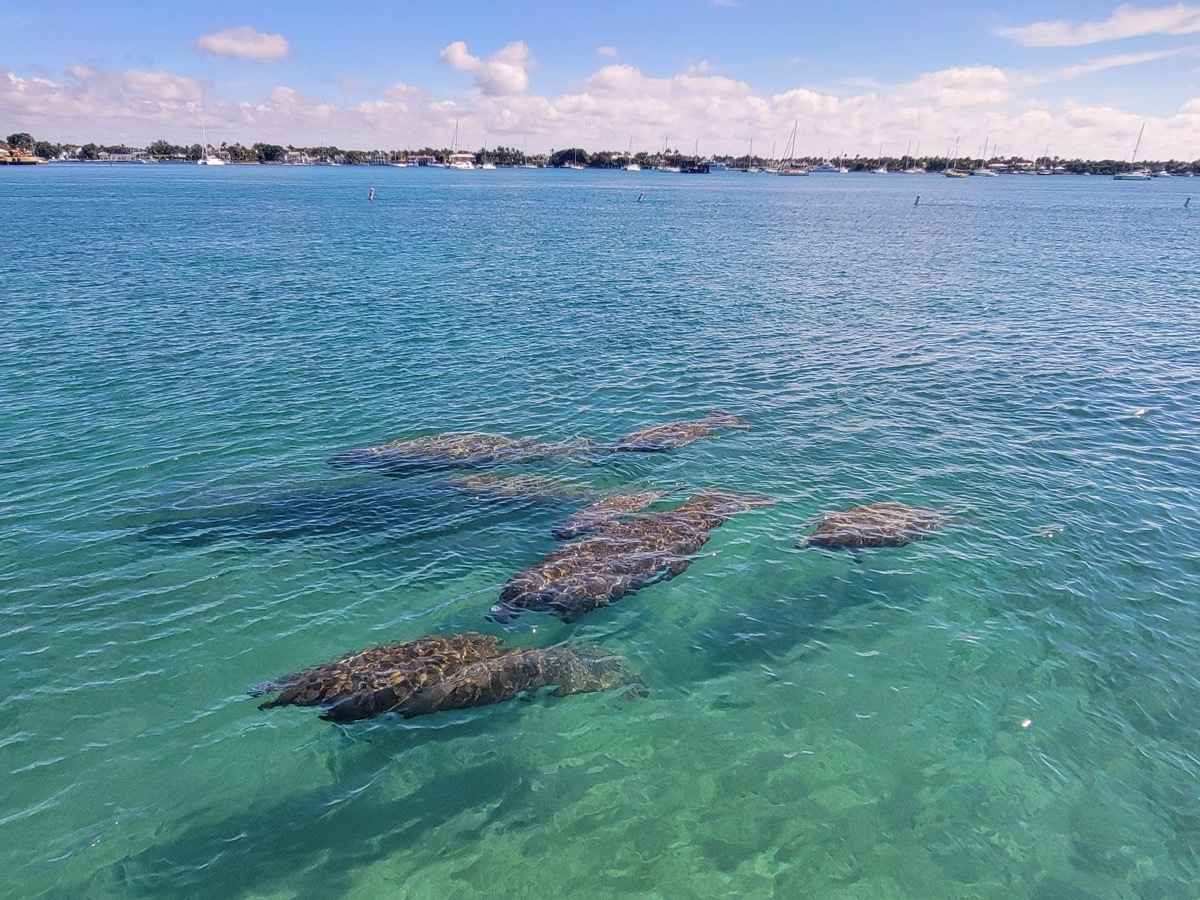 Manatees