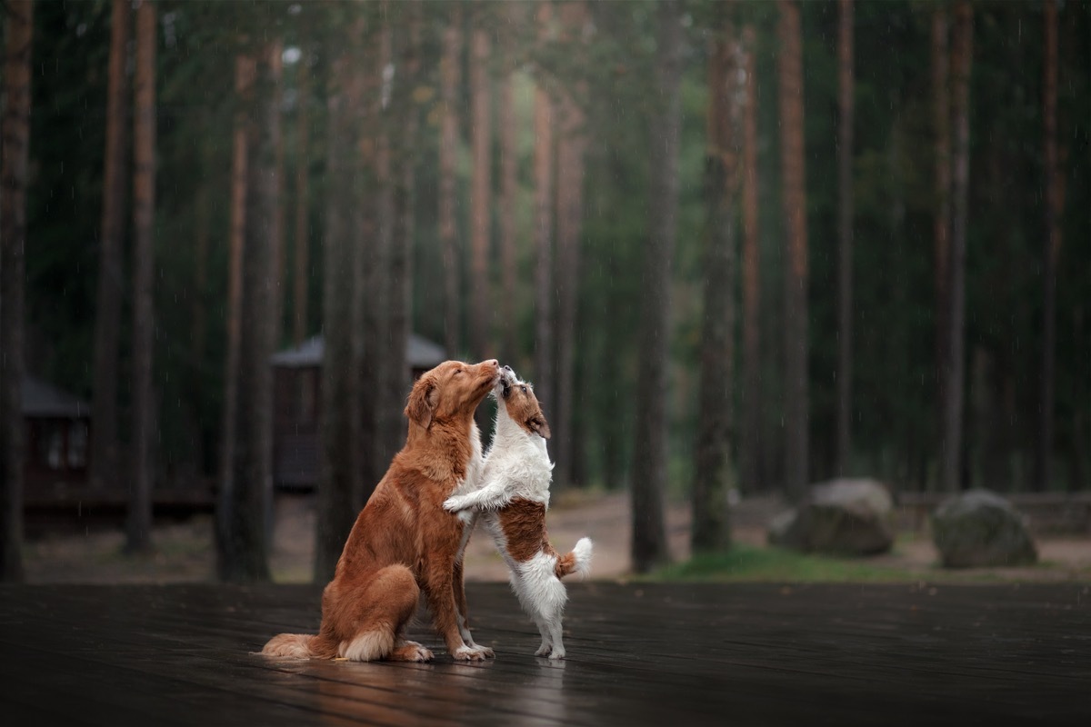 jack russell terrier and nova scotia duck tolling retriever in love animals in love