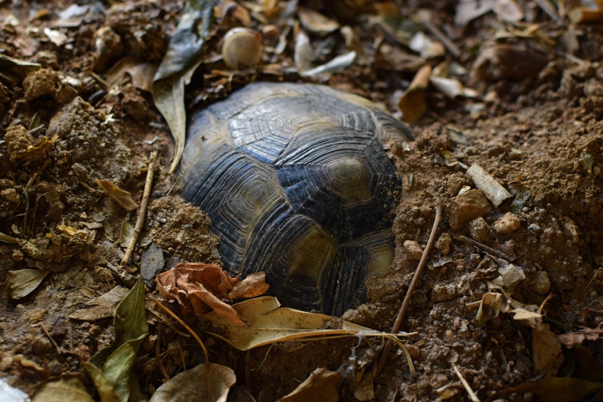 Hibernating Turtle {How Do Animals Stay Warm}