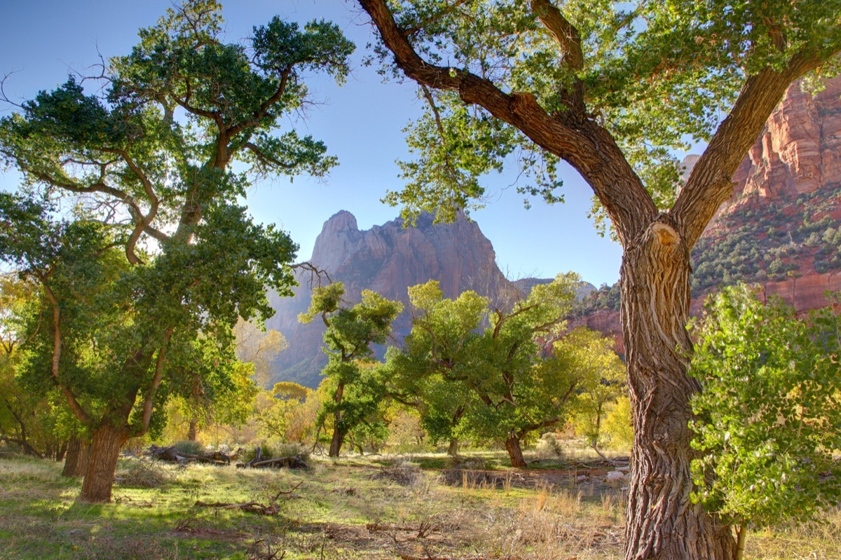 cottonwood tree, most common street names