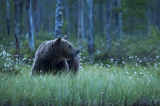 Kuhmo, Finland | 8 White Night Countries to Visit | Her Beauty