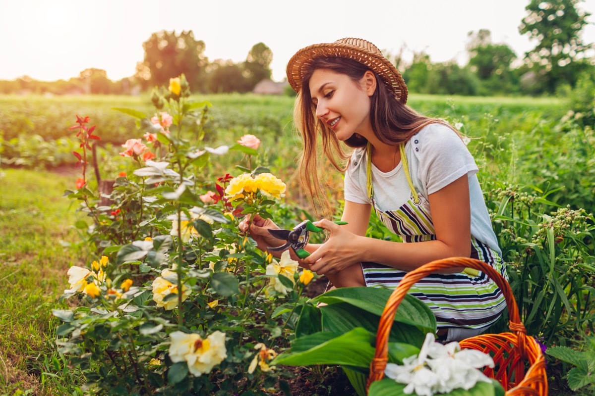 young woman gathering flowers in the garden