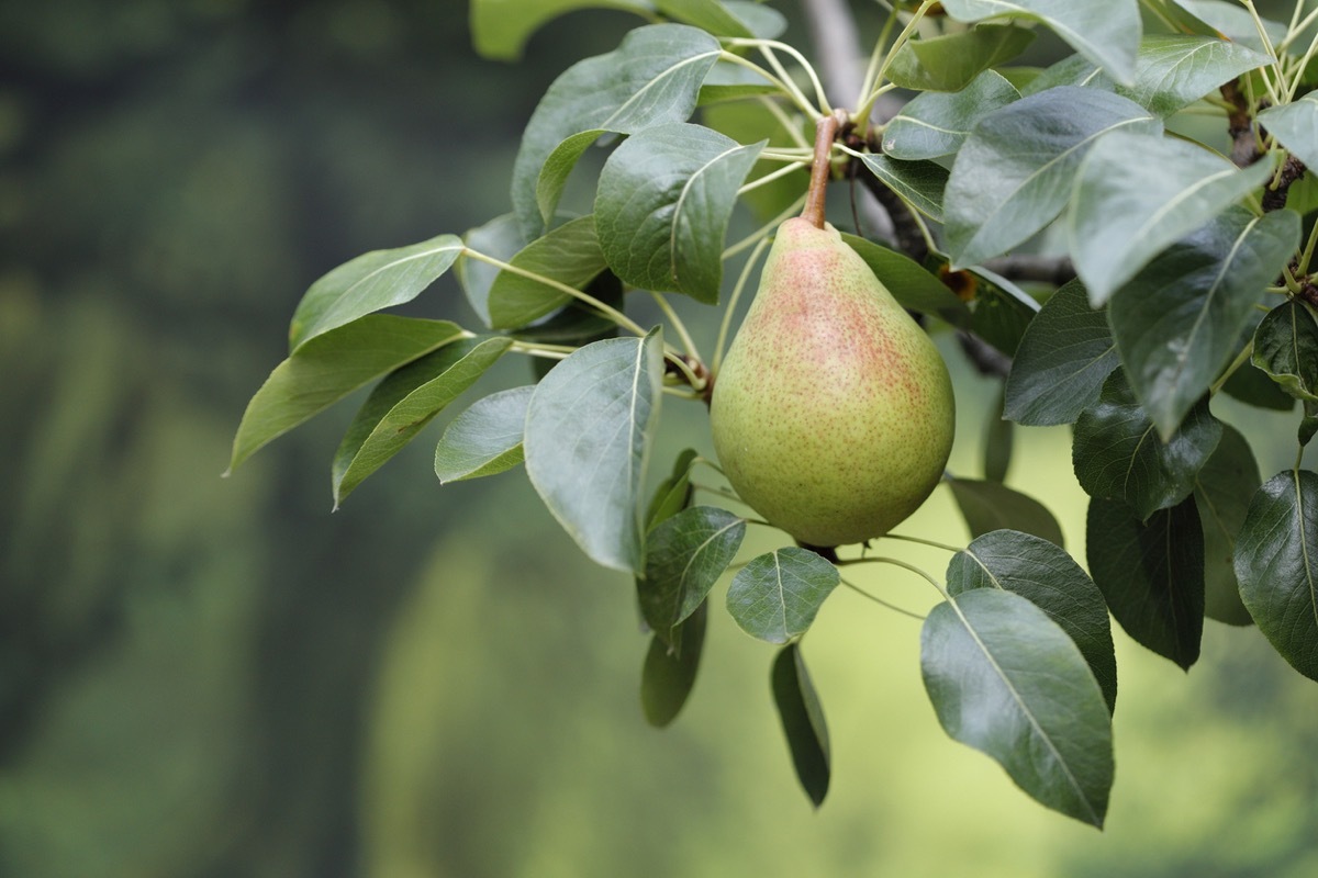 Pear tree in the orchard