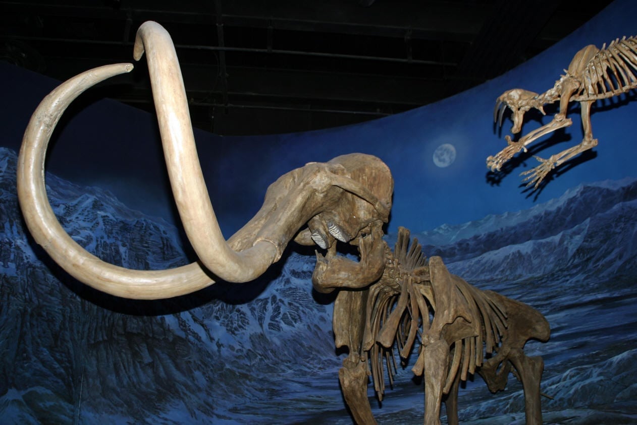 woolly mammoth canada megafauna giant prehistoric animals