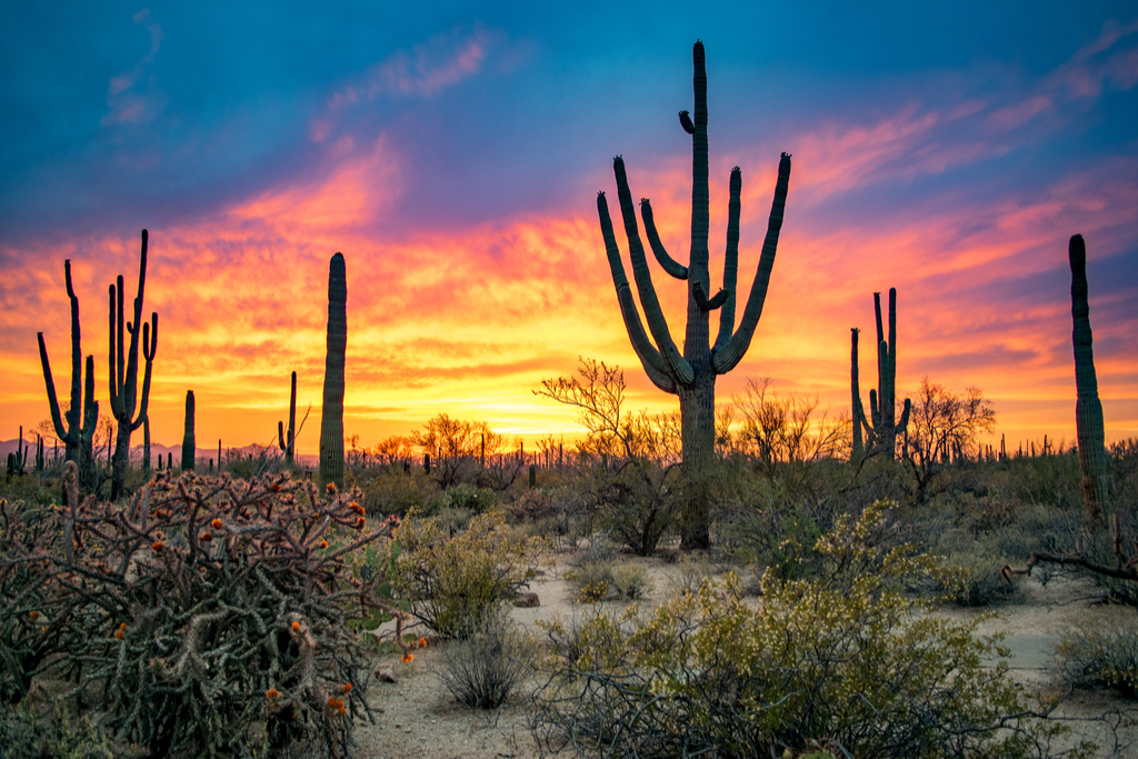 Saguaro National Park Arizona natural wonders in america