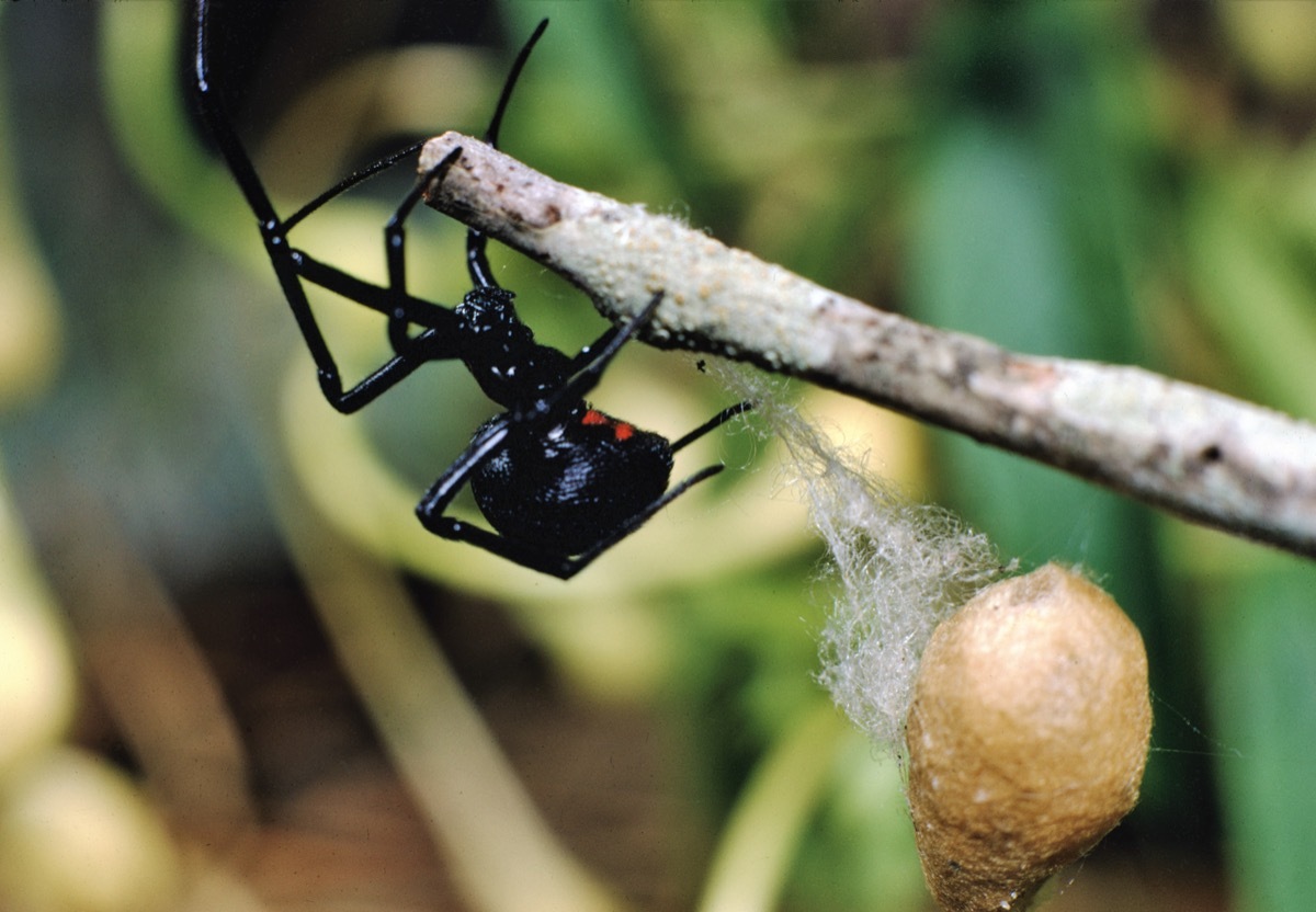 southern black widow spider dangerous bugs in america