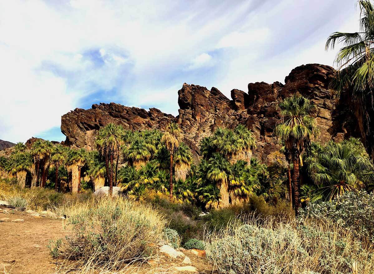 palm trees in a canyon