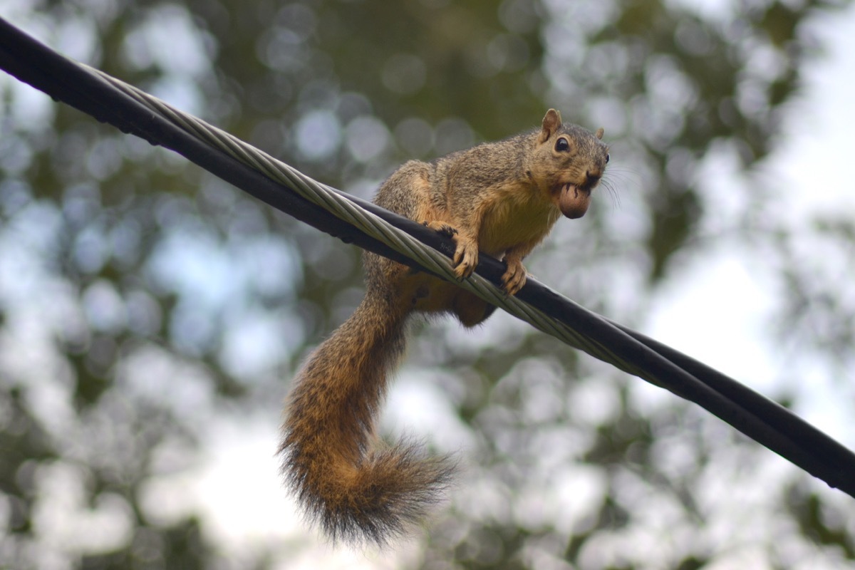 Squirrel with a nut in its mouth on a power line