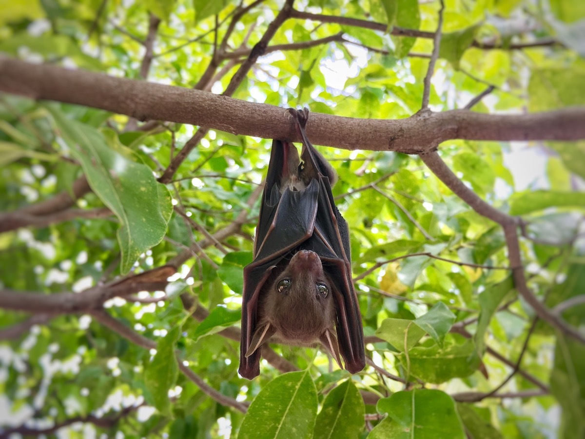 little brown bat, astonishing facts