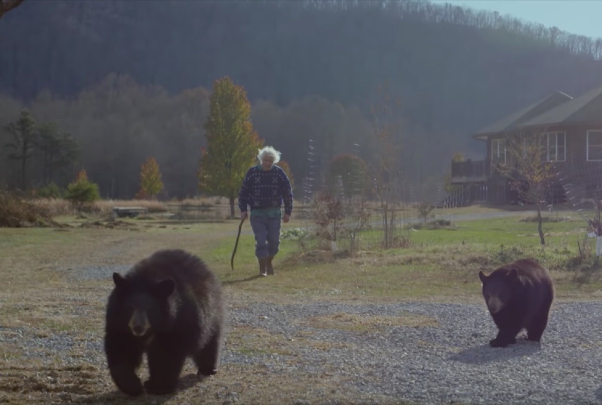 bears hike with their owner adorable photos of bears