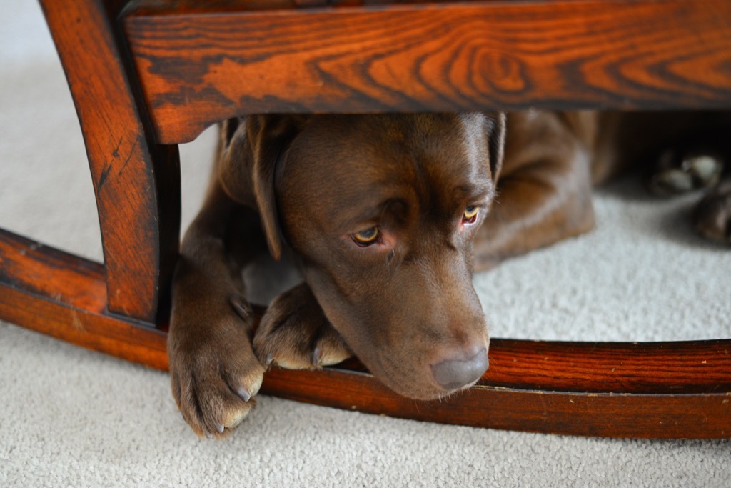 Shelter dog, anxious dog