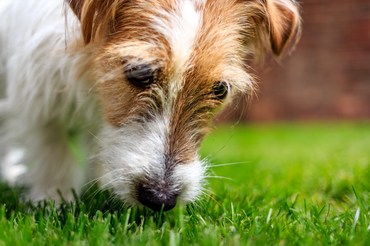 Jack Russell Terrier puppy sniffing the grass in a sunny garden.