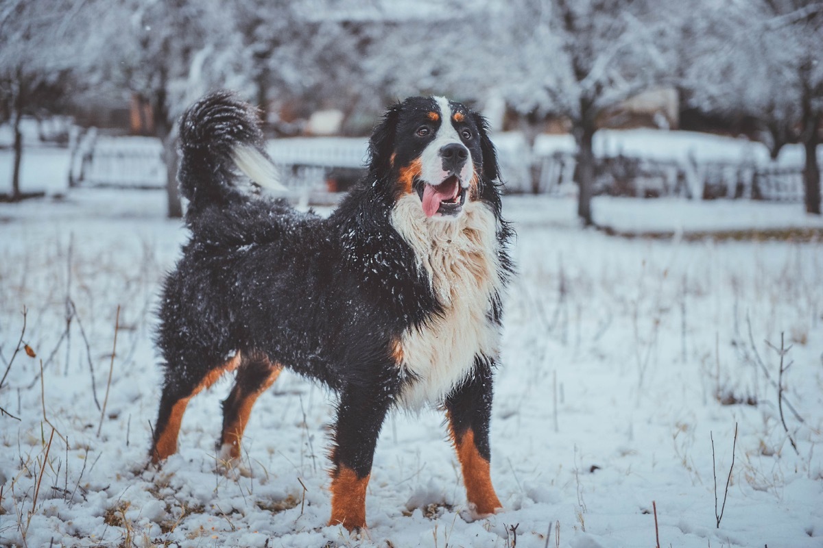 Bernese Mountain Dog fluffiest dog breeds