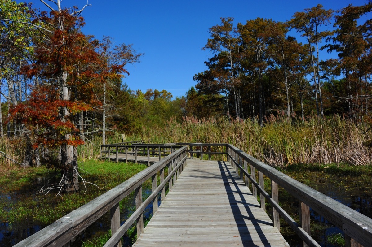 A wooden boardwalk stretching into he Black Bayou Lake National Wildlife Refuge in Monroe, Louisiana