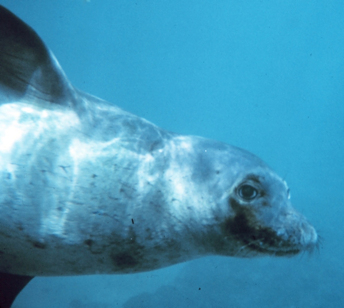 Hawaiian Monk Seal