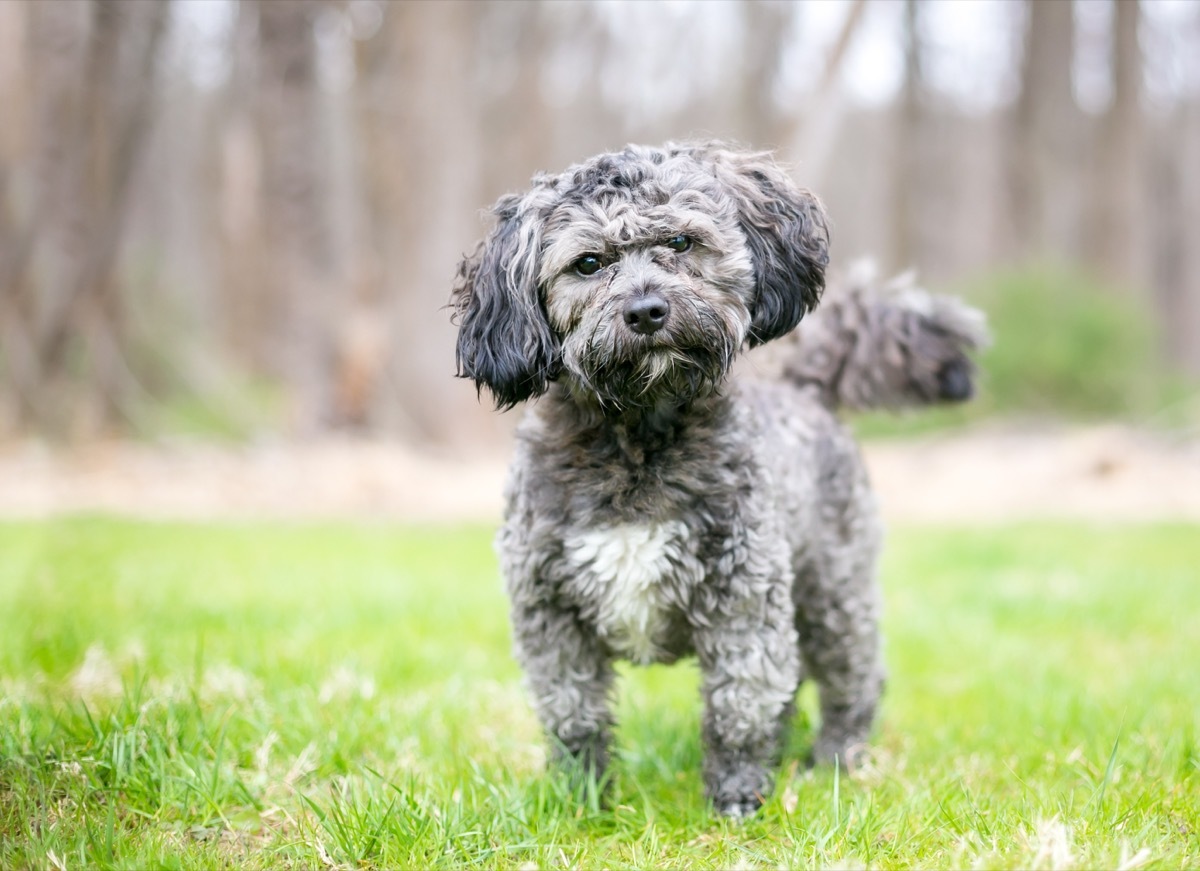 Havanese Shih Tzu