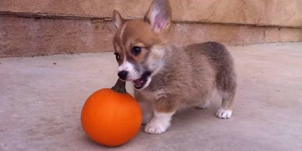 baby corgi barks at pumpkin in viral video.