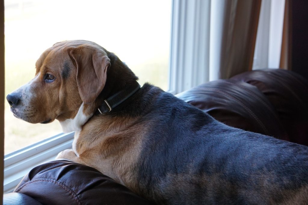 Dog Looking Out the Window {Secrets Your Mailman Knows}