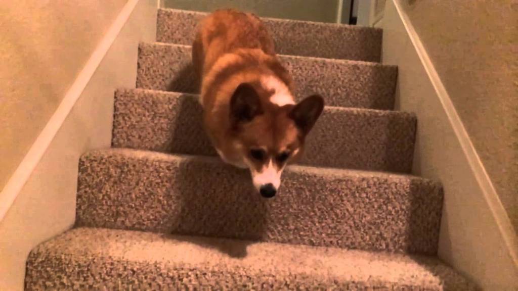 corgi stairs