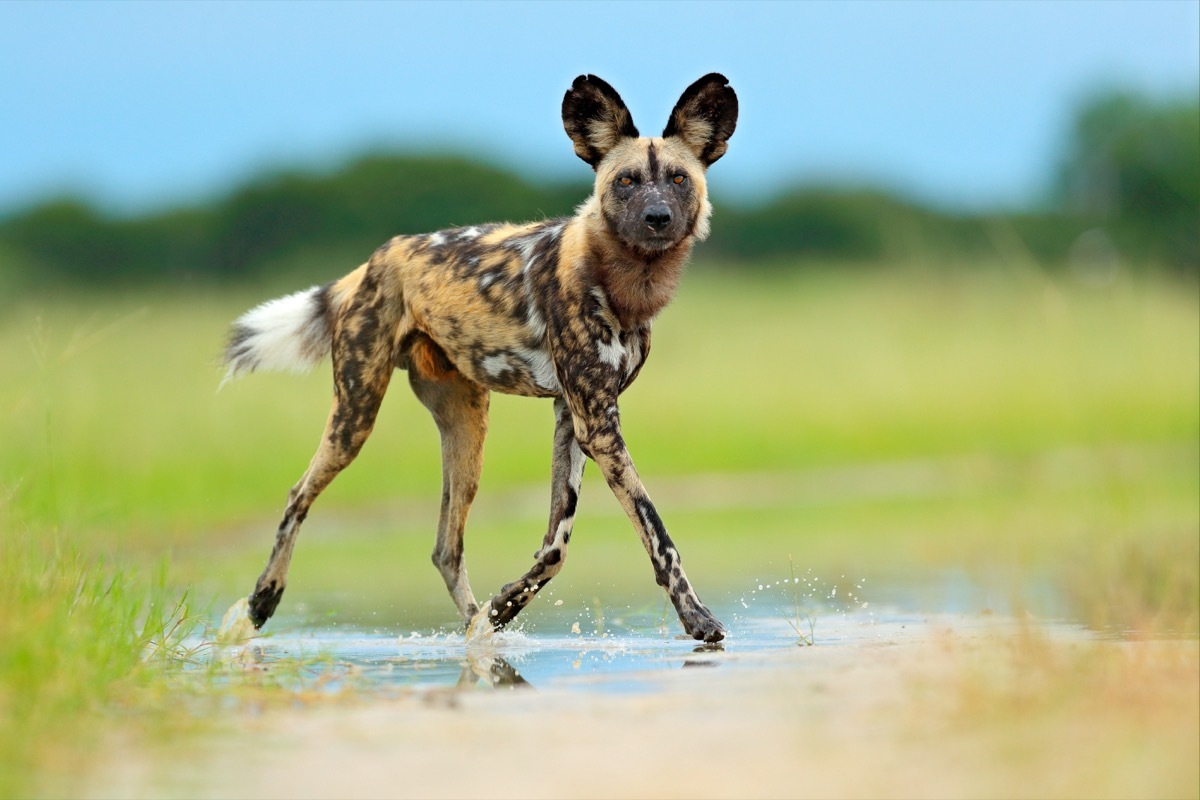 african wild dog