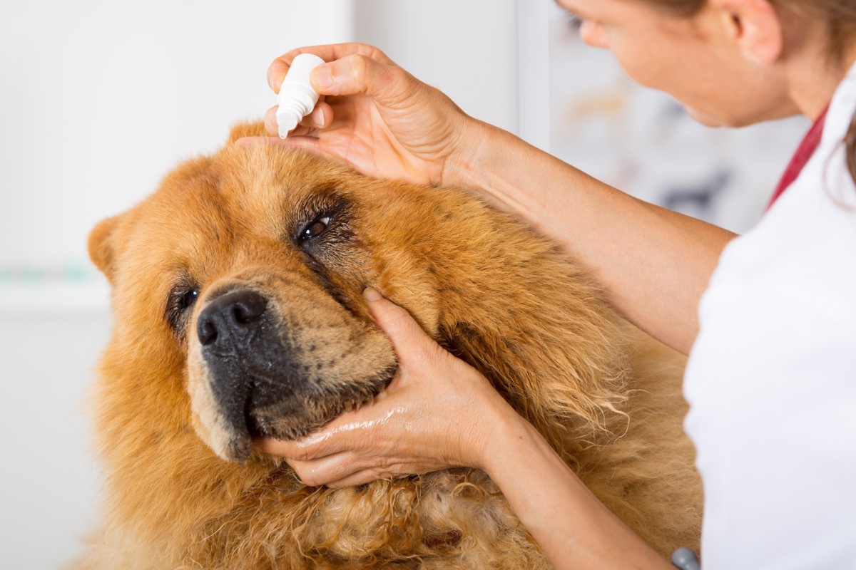 chow chow at the vet