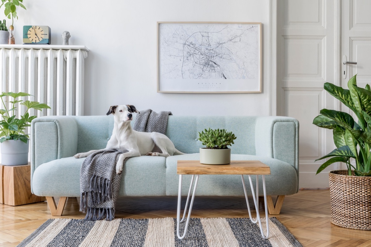 living room with plants