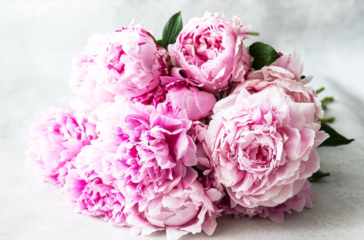 bouquet of peonies